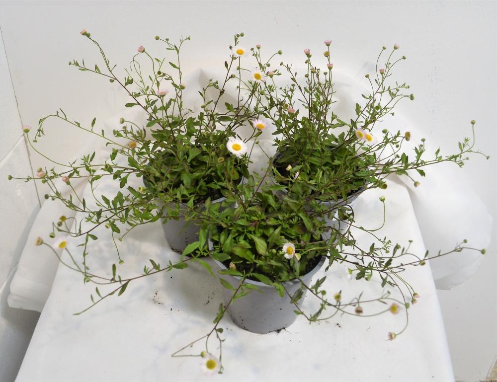 Erigeron karvinskianus