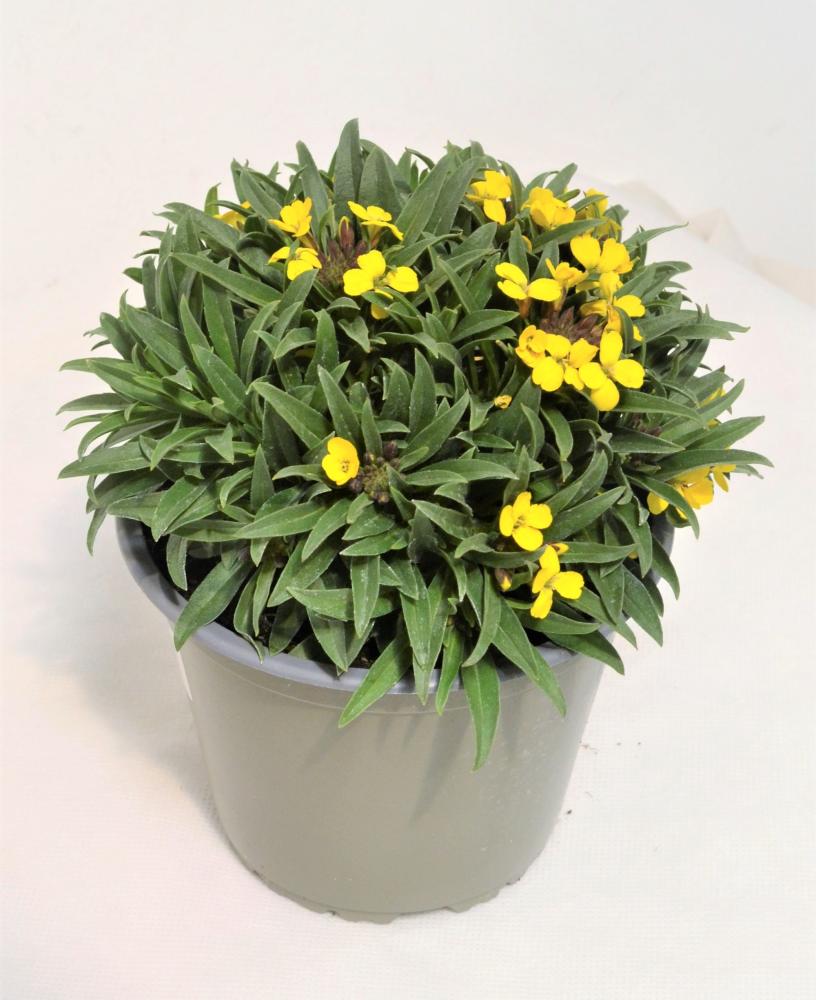 Erysimum