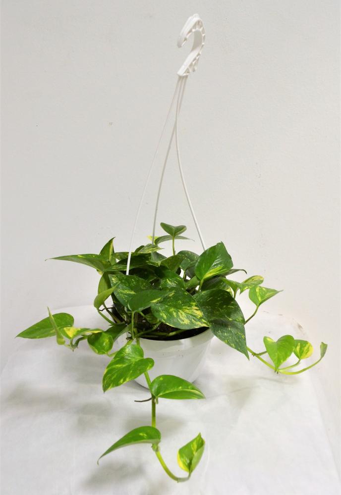 Pothos suspension
