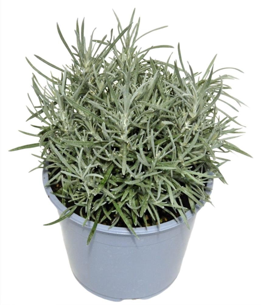 Helycrisium italicum