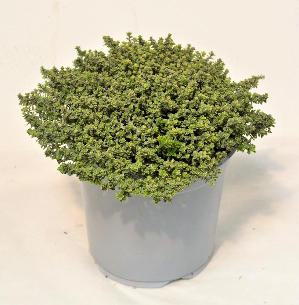 Thym citron panache
