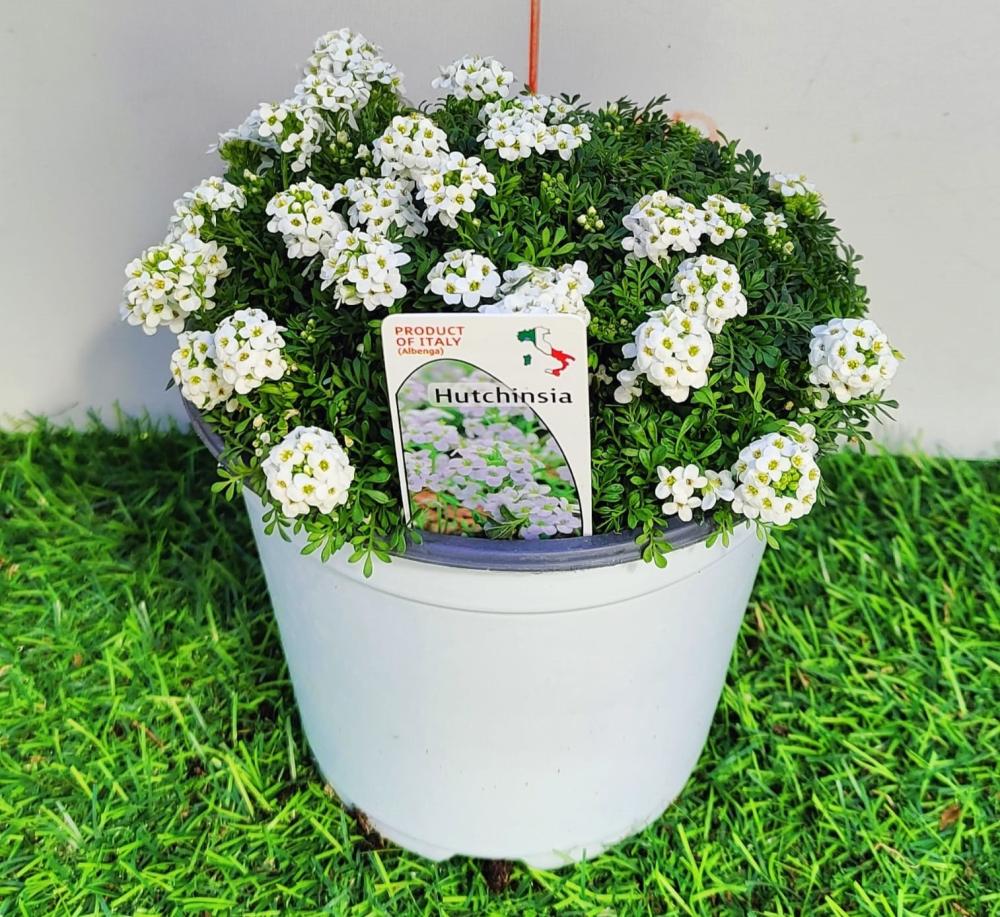 Huterre cuitehinsia alpine