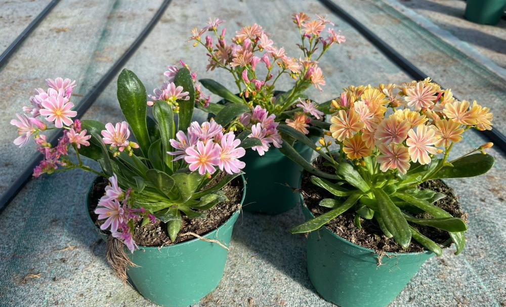 Lewisia