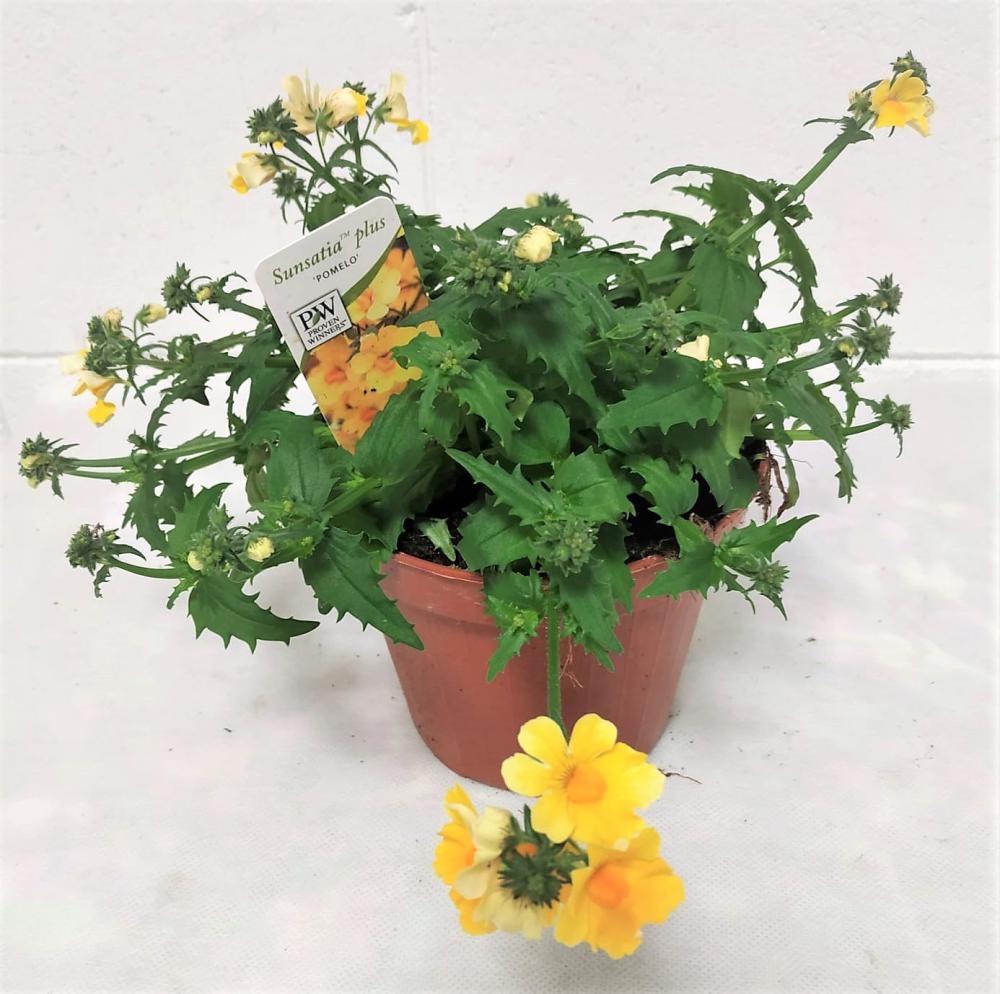 Nemesia sunsatia