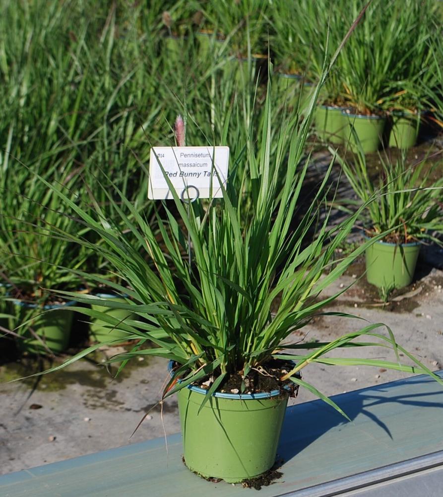Pennisetum massaicum