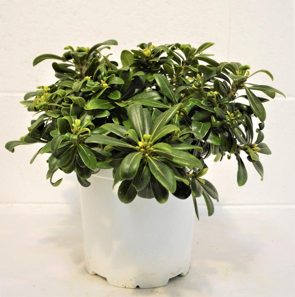 Pittosporum tobira nain buisson