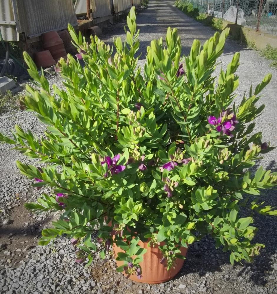 Polygala myrtifolia