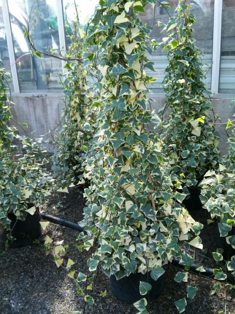 Senecon macroglossum colonne