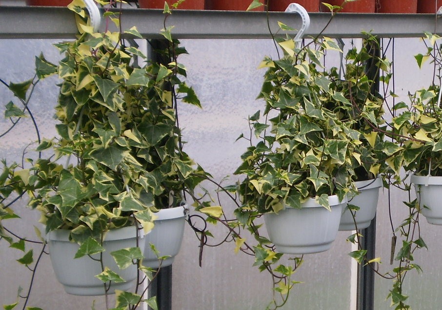 Senecio macroglossum suspension