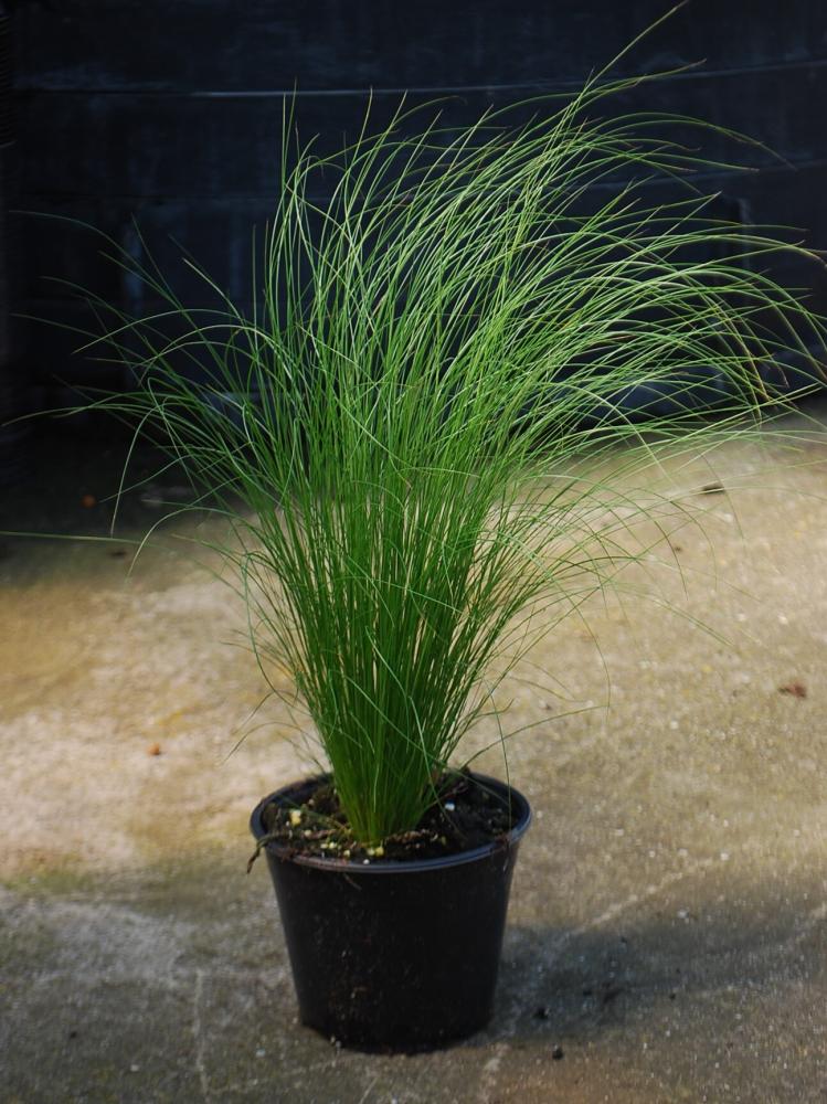 Stipa tenuifolia