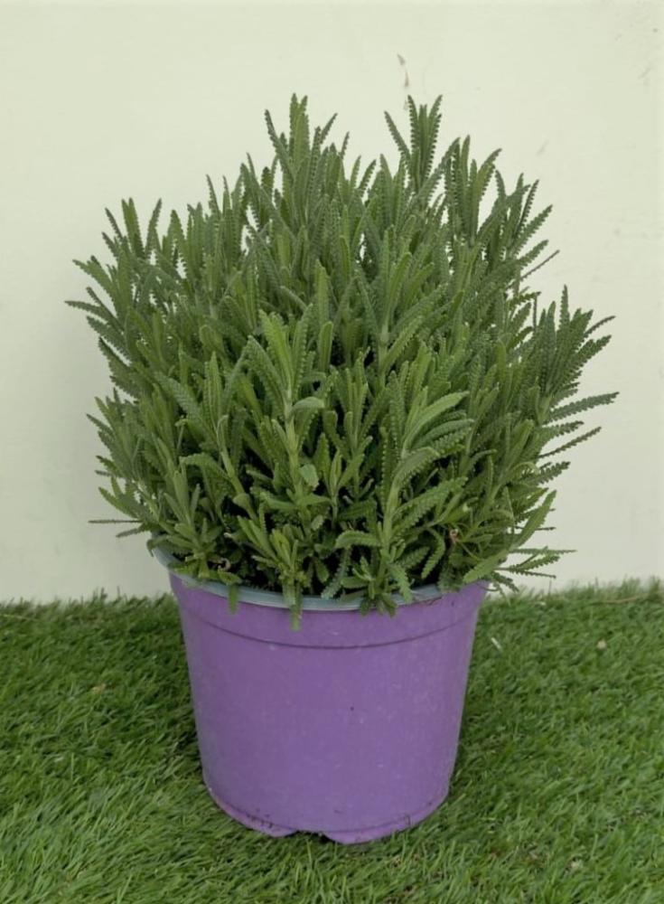 Lavande dentata anglaise