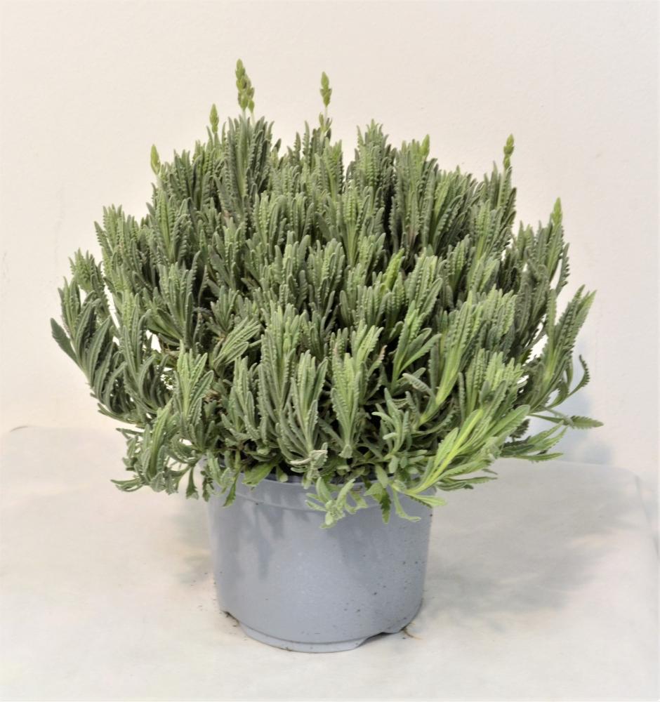 Lavande goodwin creek