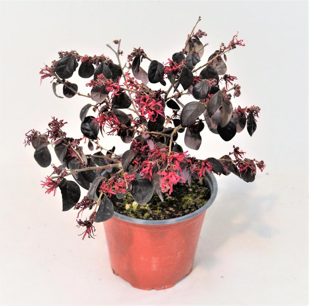 Loropetalum chinense