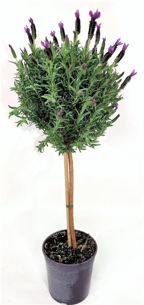 Lavande stoechas tige