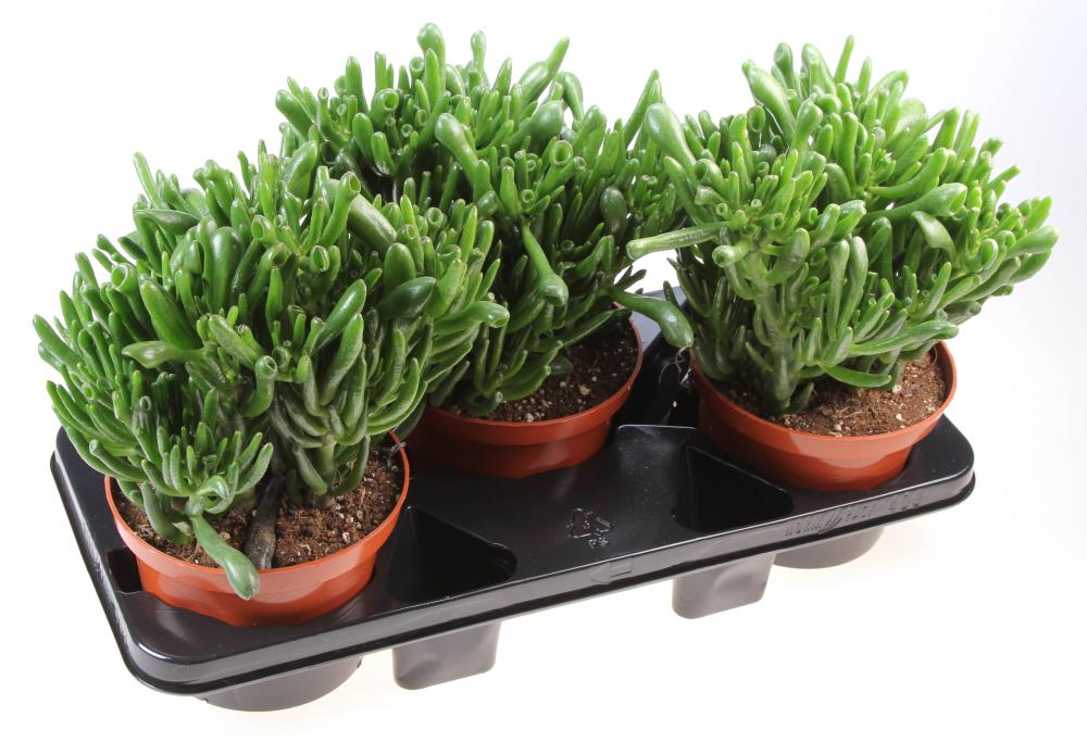 crassula