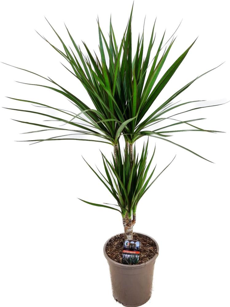 dracaena