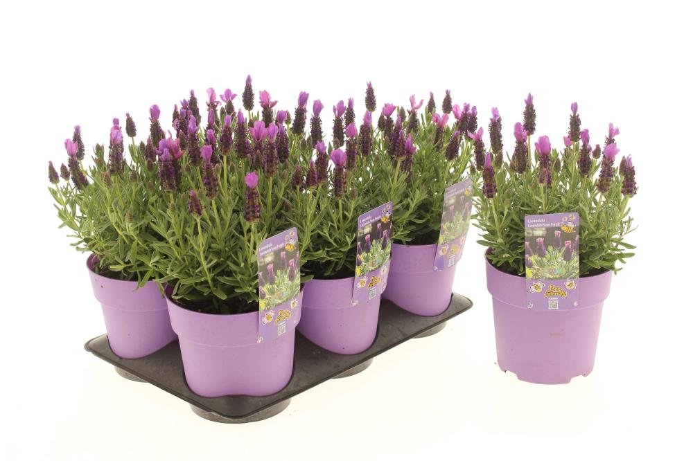 Lavandula