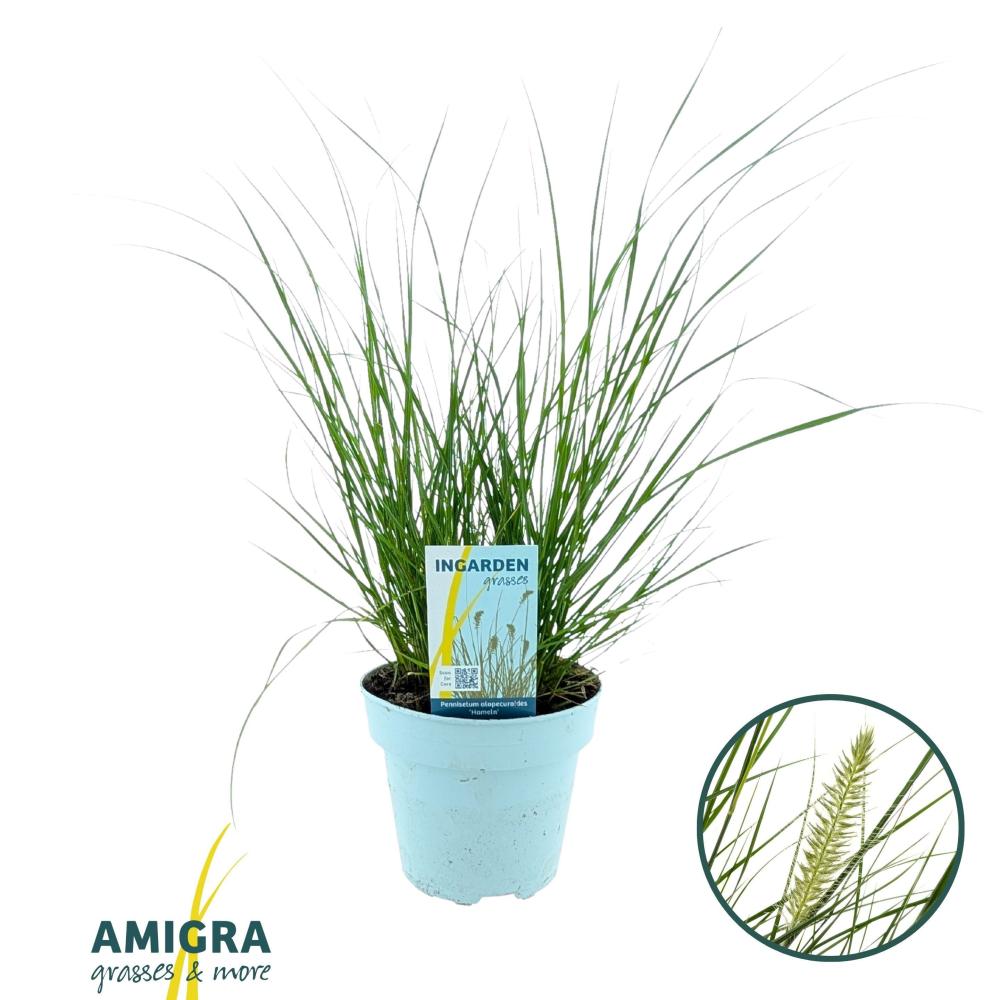 pennisetum