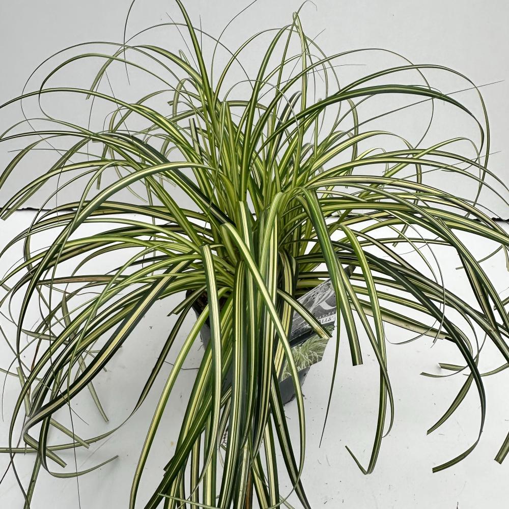carex