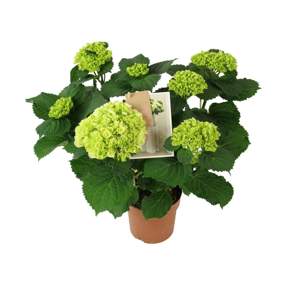 hydrangea