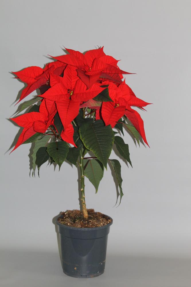 Poinsettia