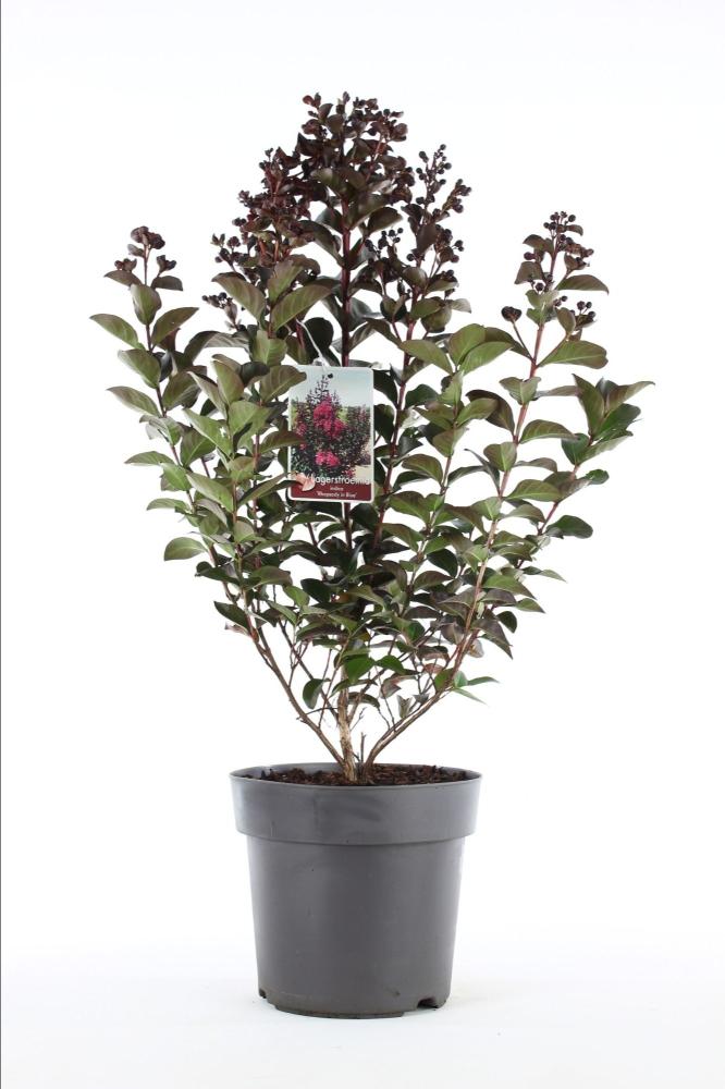 Lagerstroemia