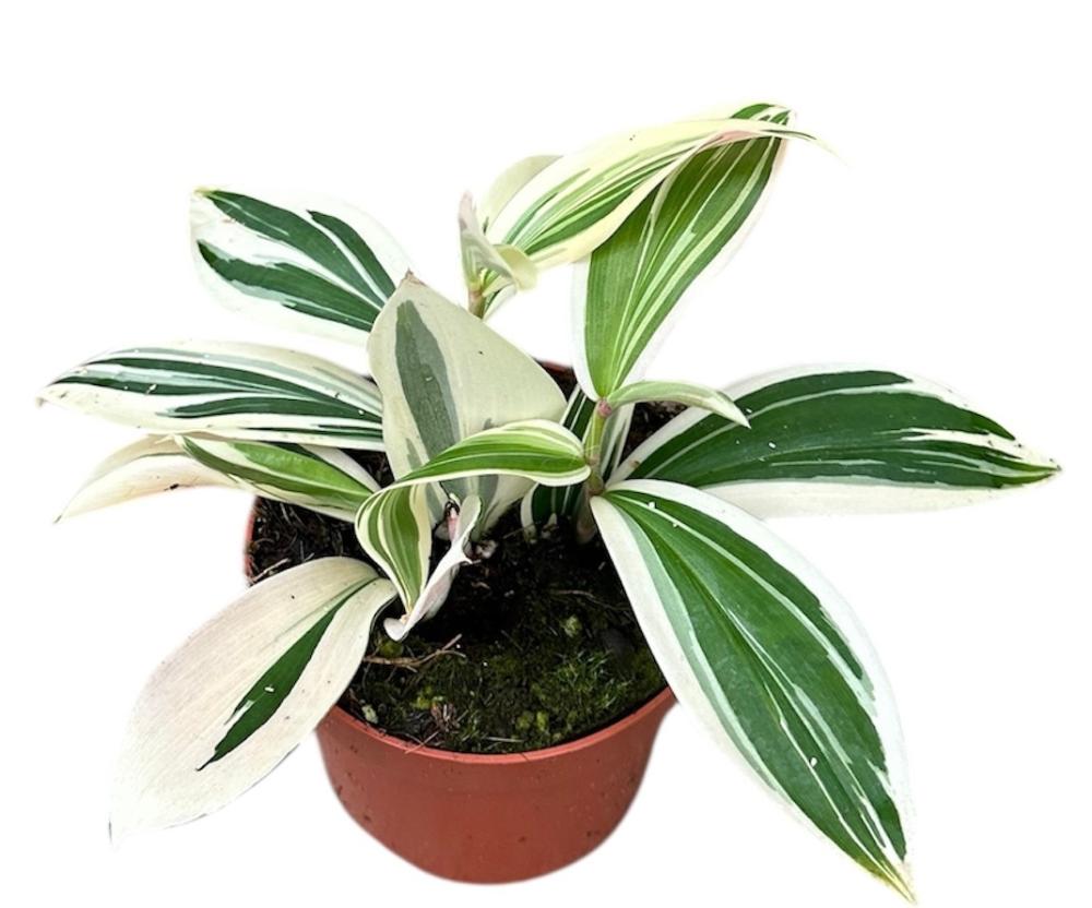 Costus
