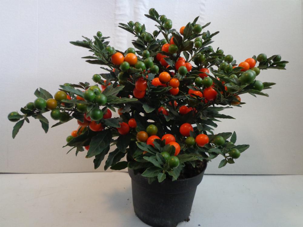 solanum
