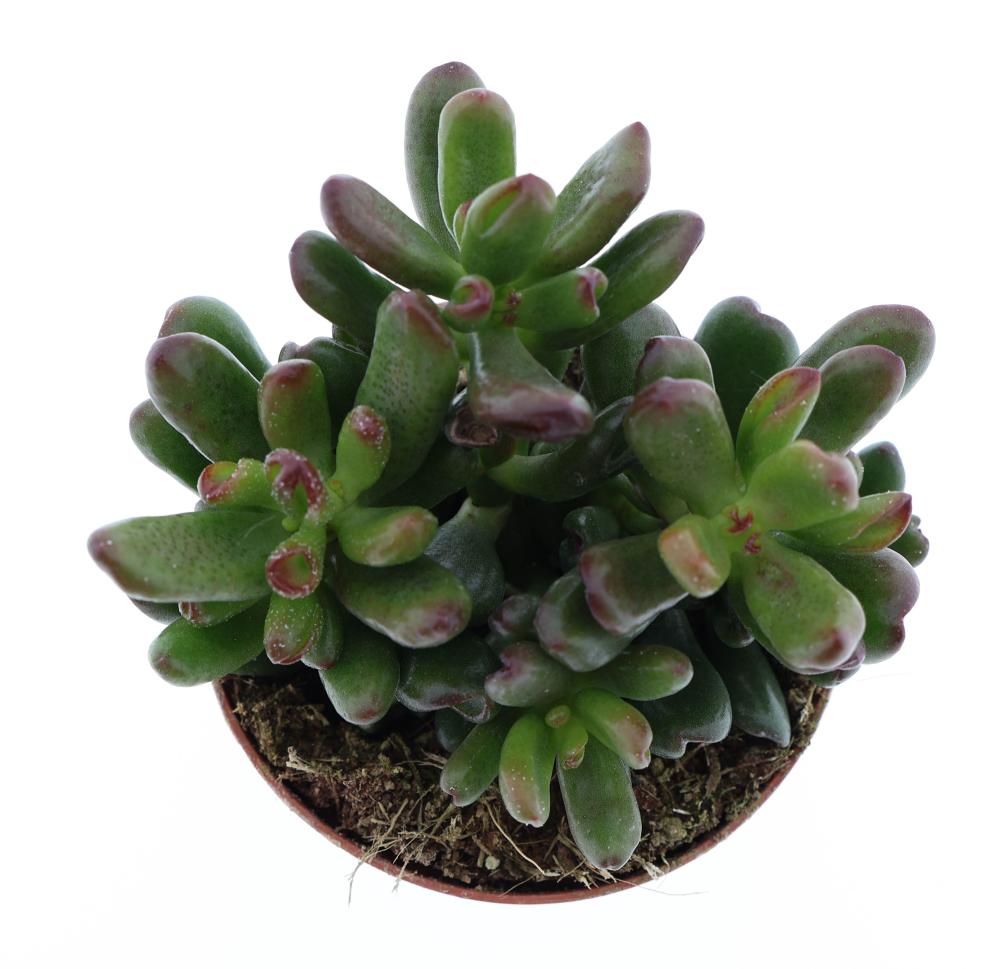 crassula