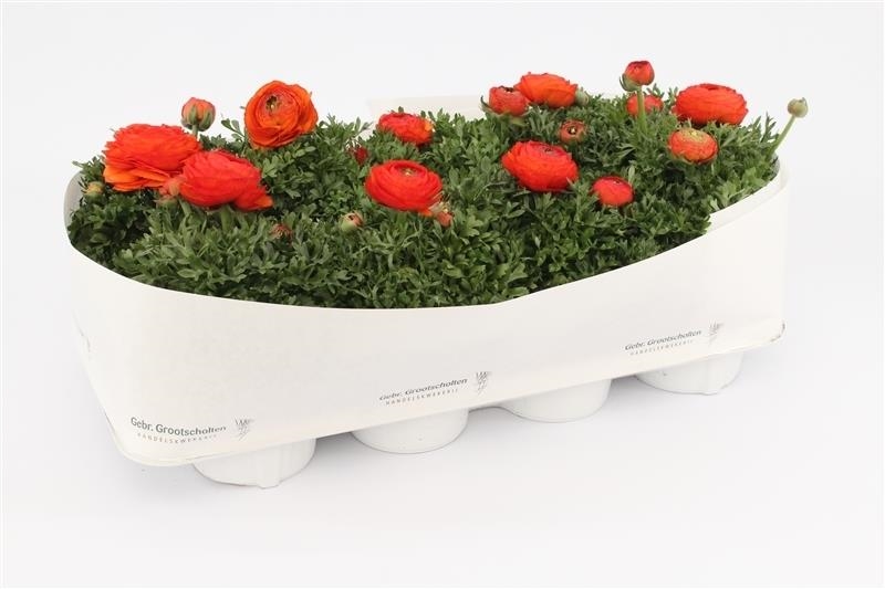 Ranunculus