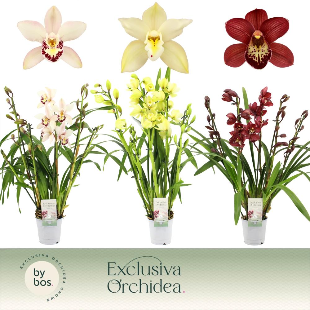 cymbidium