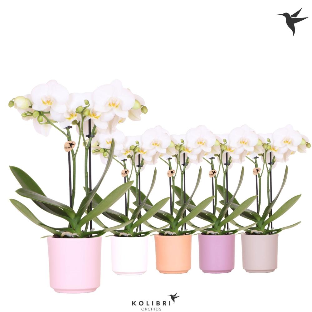 phalaenopsis