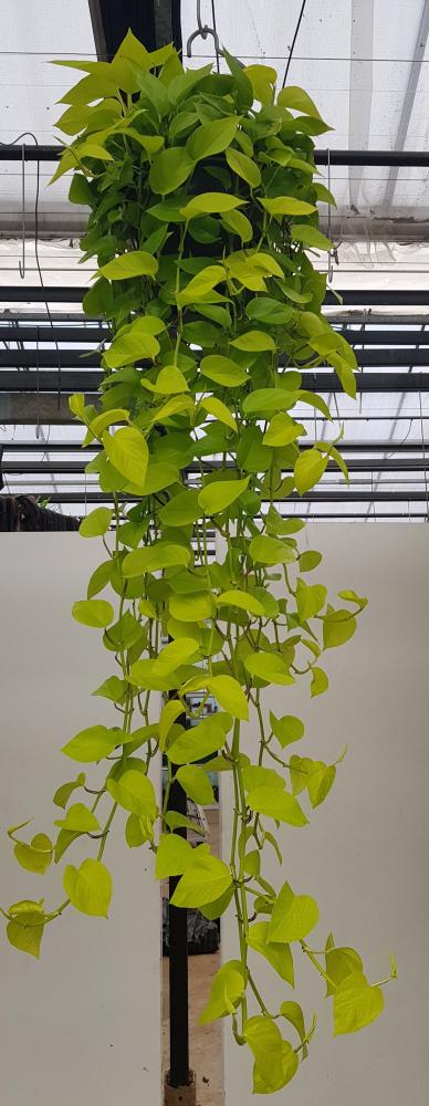 Scindapsus
