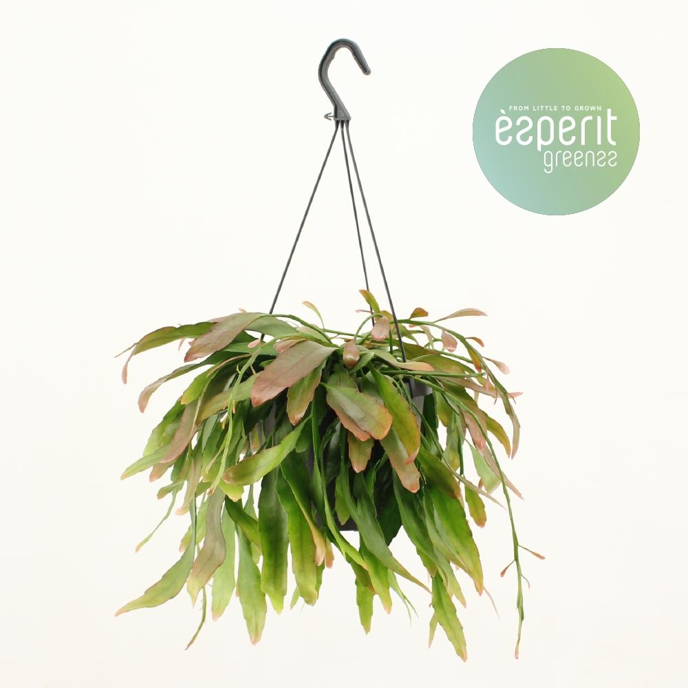 Pseudorhipsalis