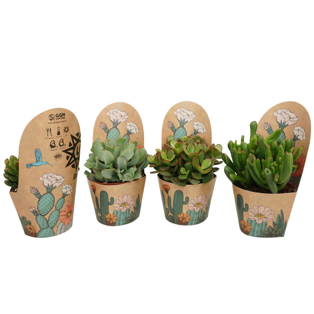 crassula