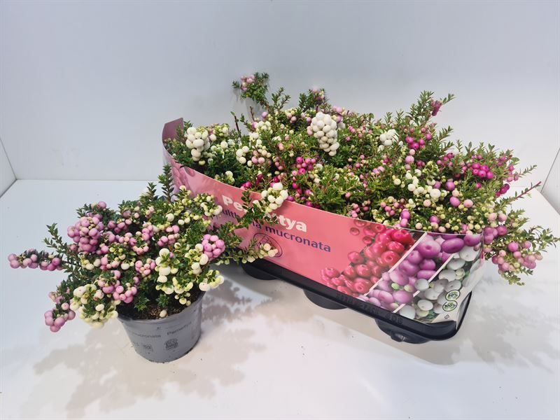 Gaultheria