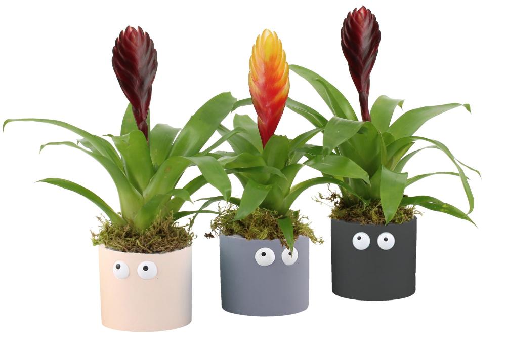 Vriesea