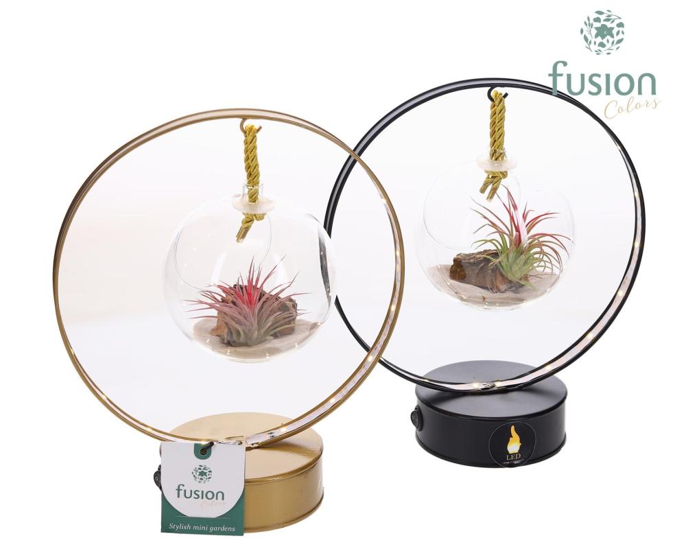 tillandsia