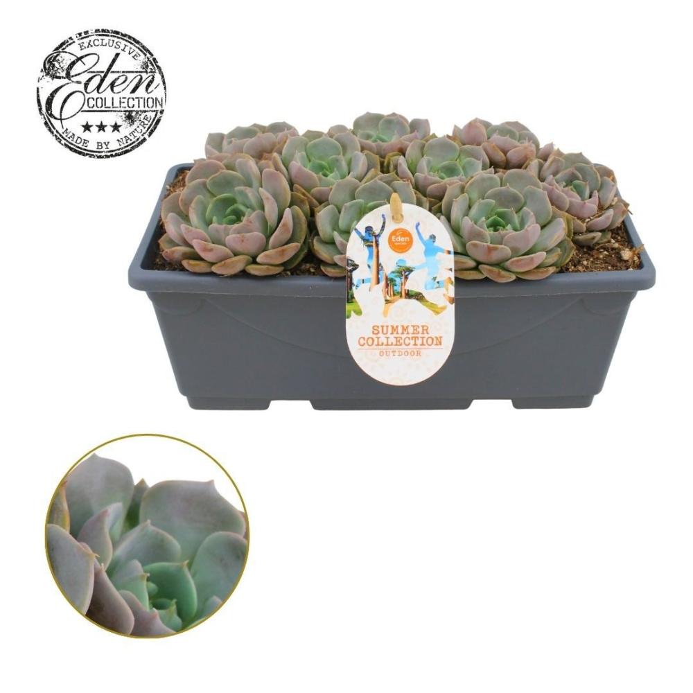 echeveria