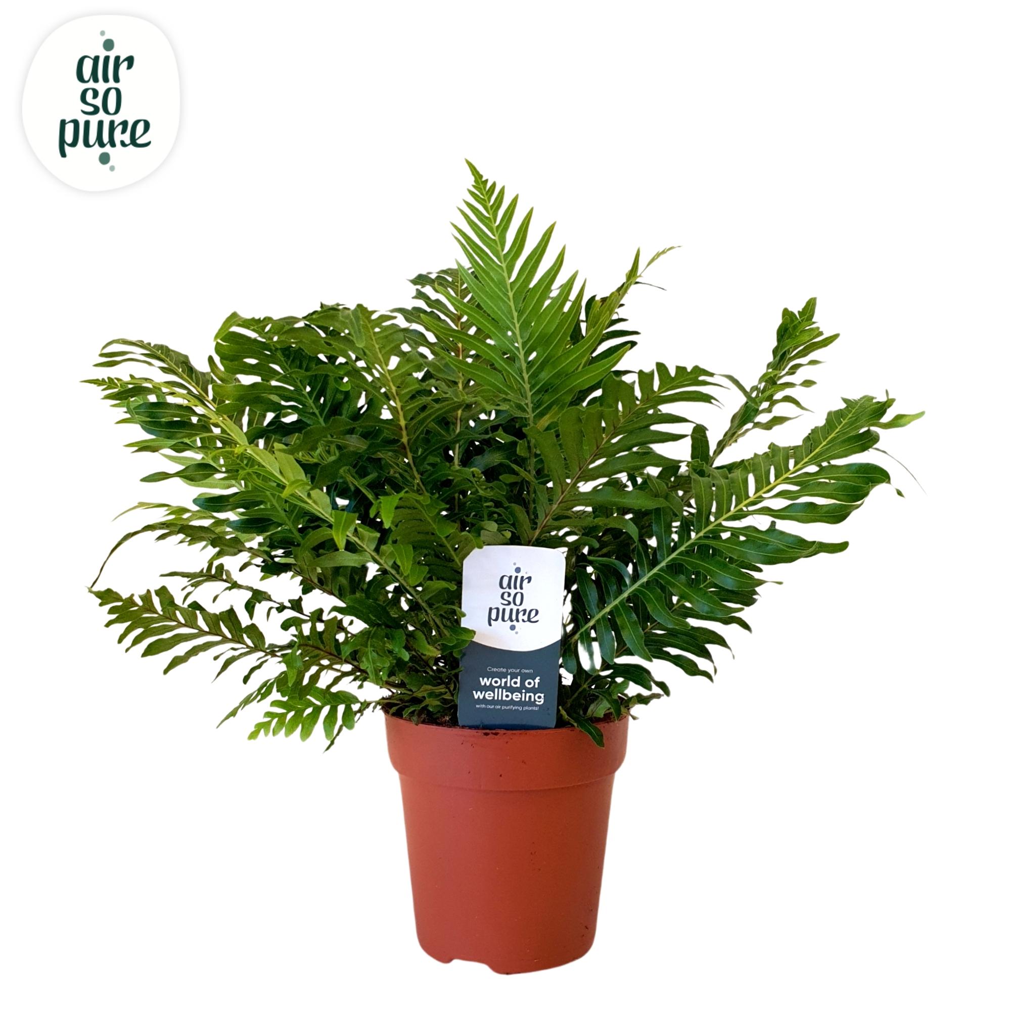 blechnum