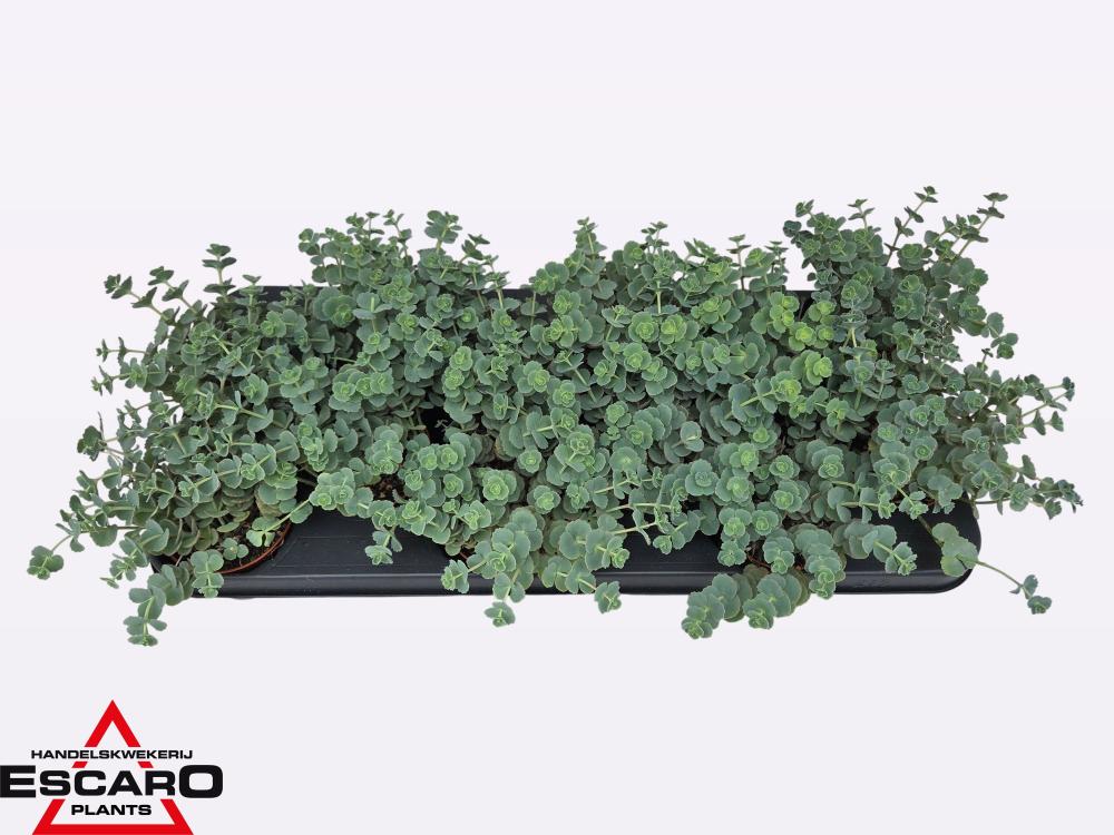sedum
