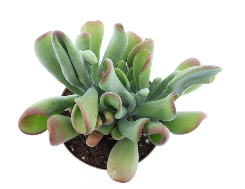 kalanchoe