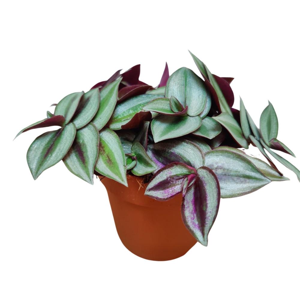 Tradescantia