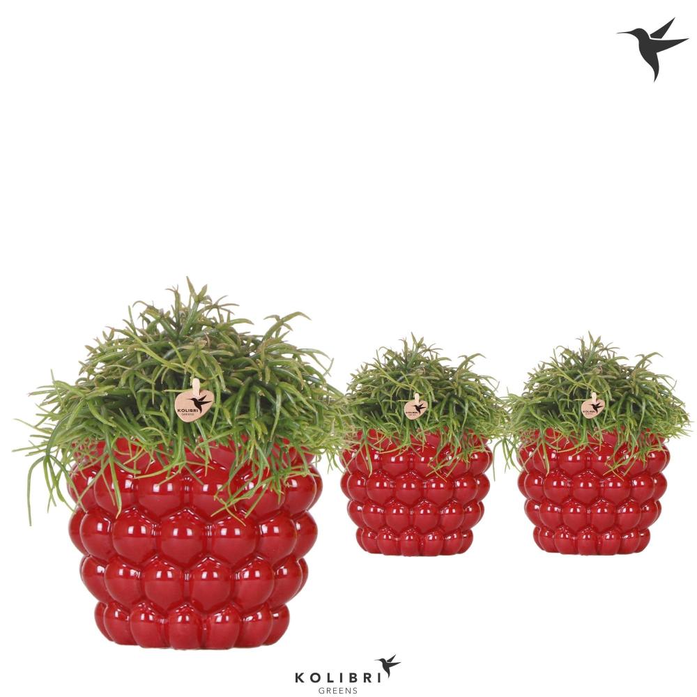 Rhipsalis