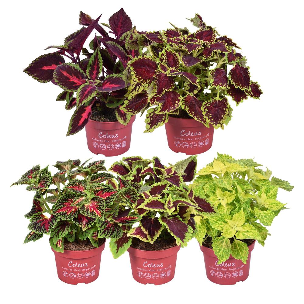 coleus