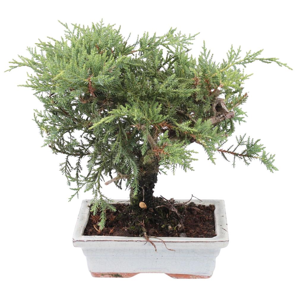 bonsai