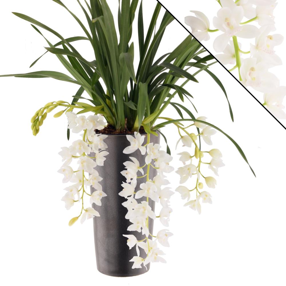 cymbidium