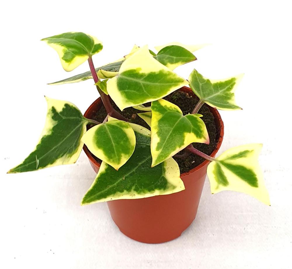 Senecio