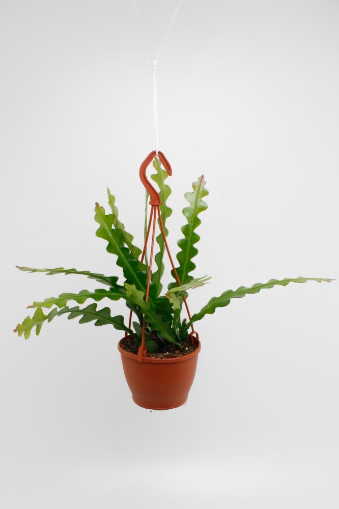 Epiphyllum