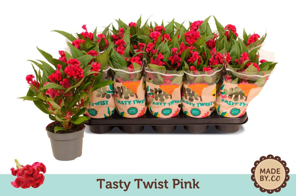 celosia